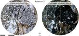 Staurolite schist - Glen Clova 2.jpg